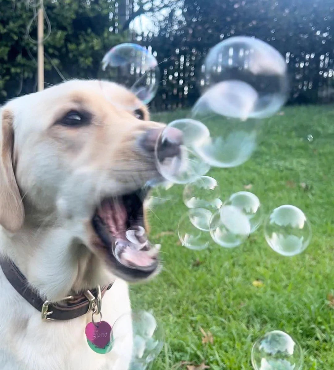Scoop Dog - Bubbles