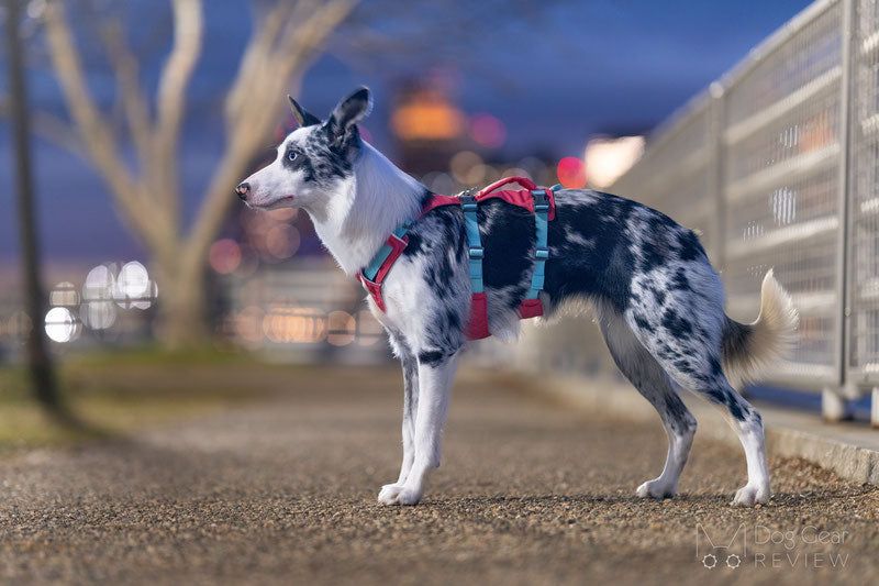 Ruffwear Flagline Harness