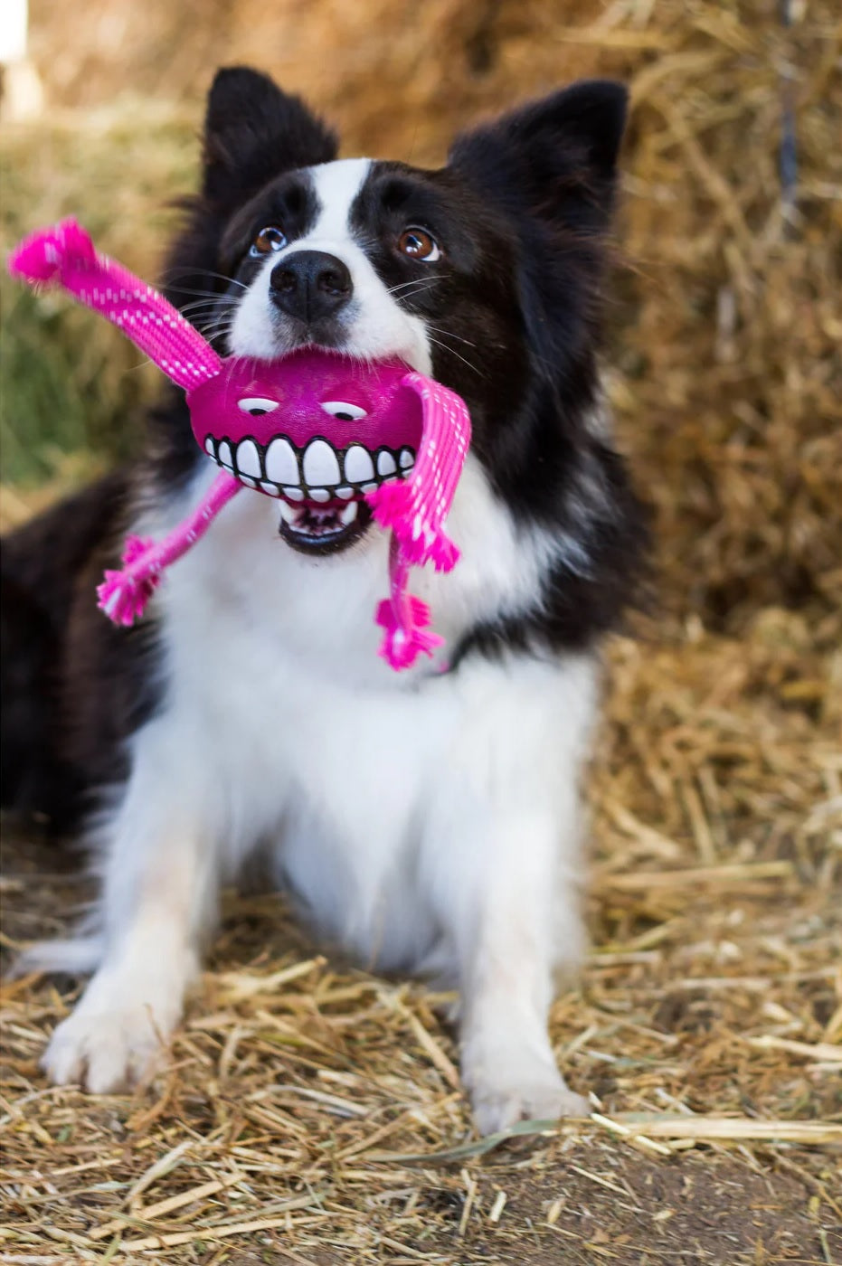 Rogz Flossy Grinz Dental Toy