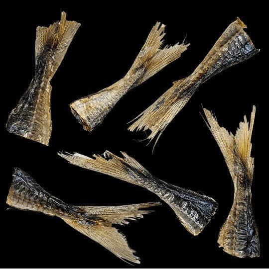 Jack Mackerel Tails