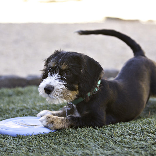 Kong - Puppy Flyer