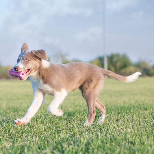 Kong - Puppy Teething Stick