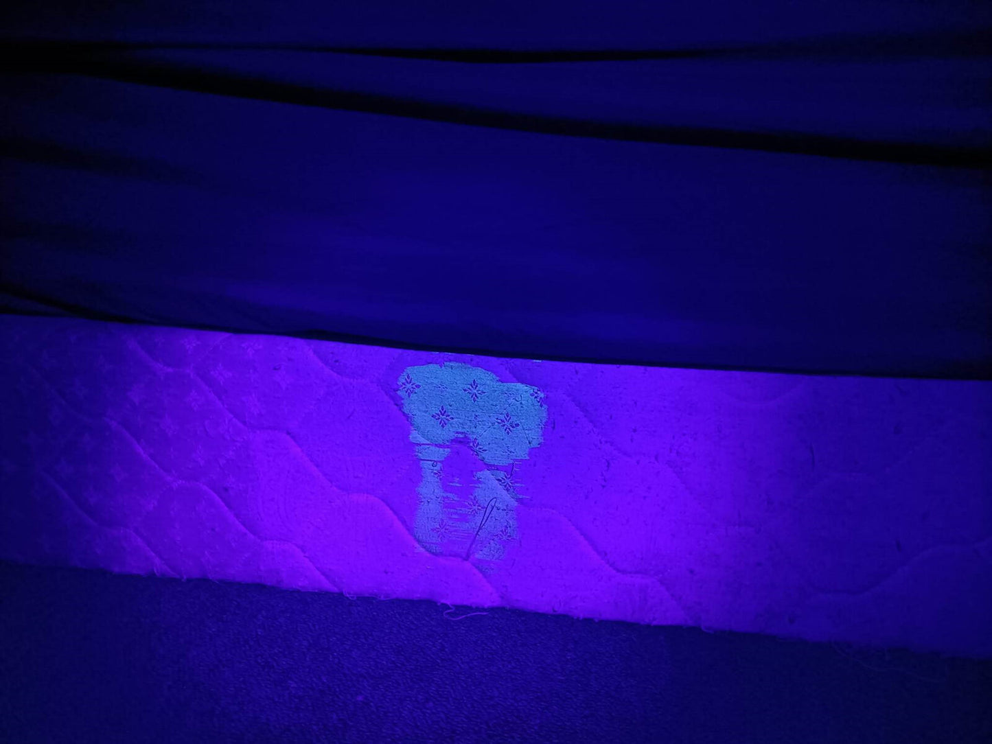 Odorex - Pet Urine Stain Detector