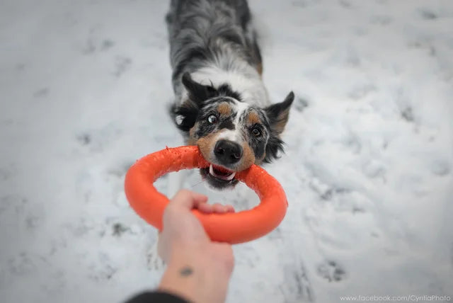 PitchDog Fetch Ring