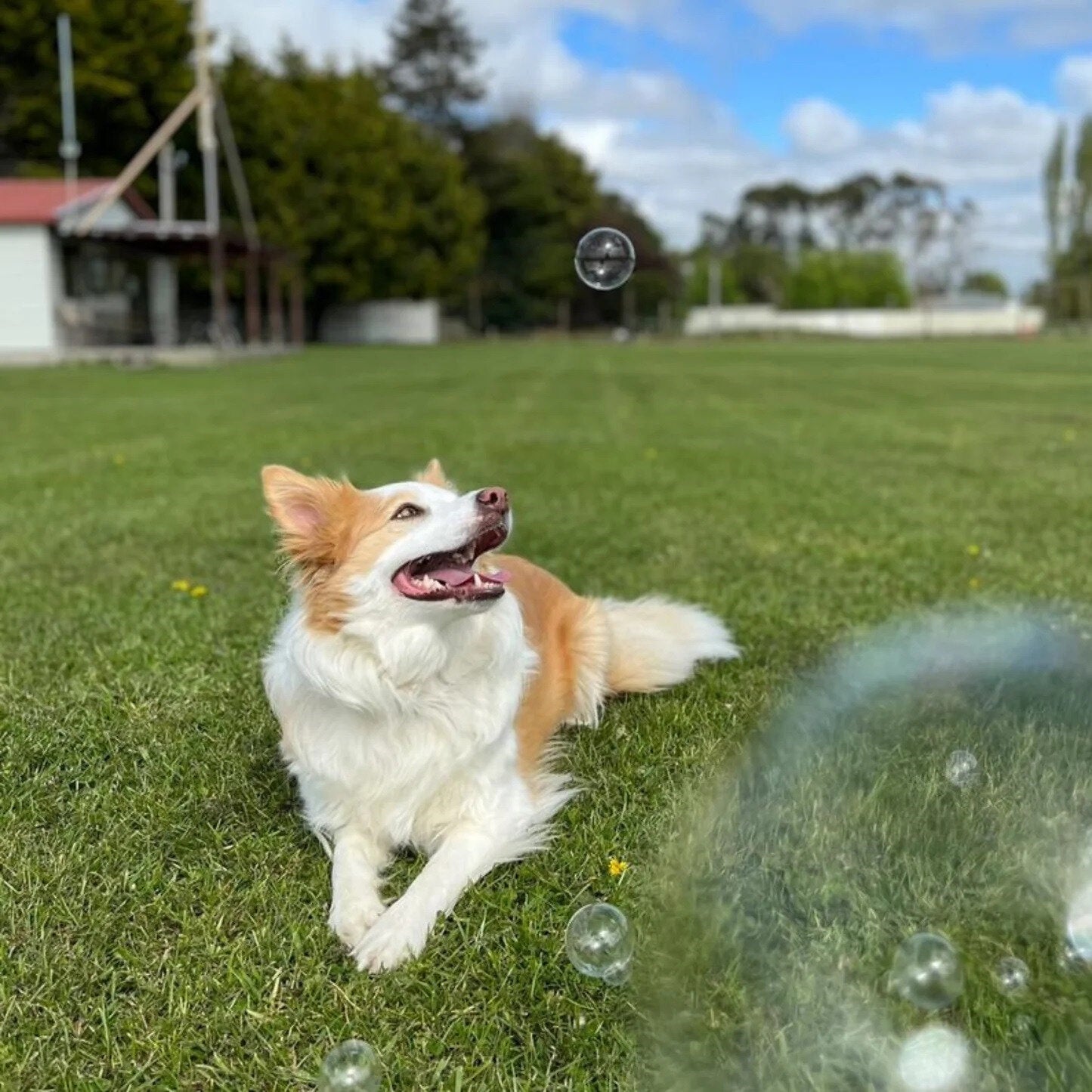 Scoop Dog - Bubbles