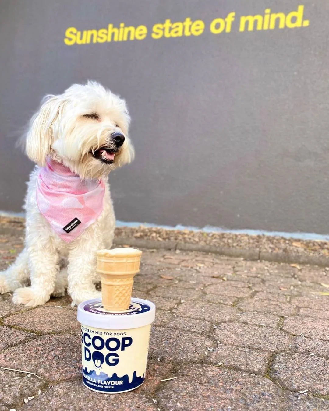 Scoop Dog - Ice Cream for Dogs