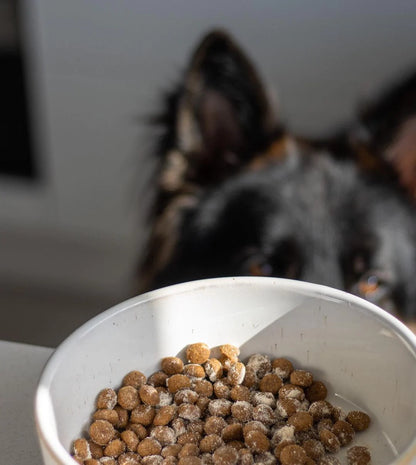 Scoop Dog Shaker - Steak, Egg & Chips