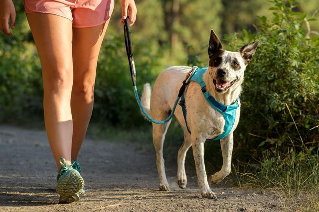 Ruffwear Hi & Light Harness