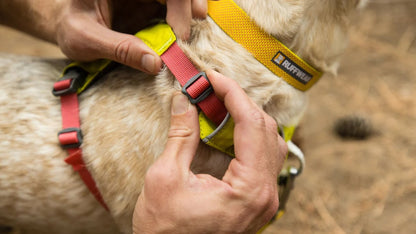 Ruffwear Hi & Light Harness