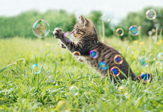 Scoop Dog - Catnip Bubbles