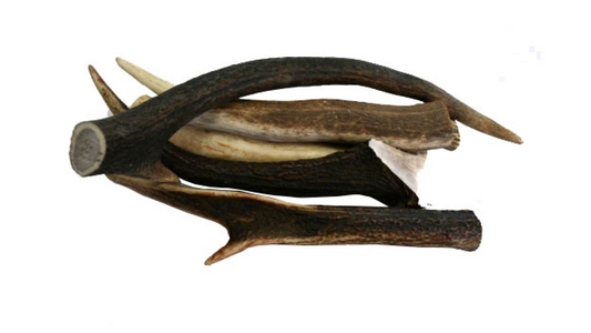 Deer Antlers